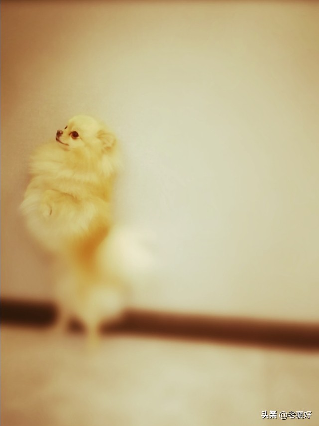 宠爱|肉宝日记(二)