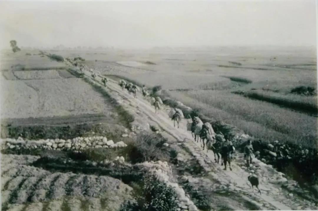 腾冲茶的历史你知道多少