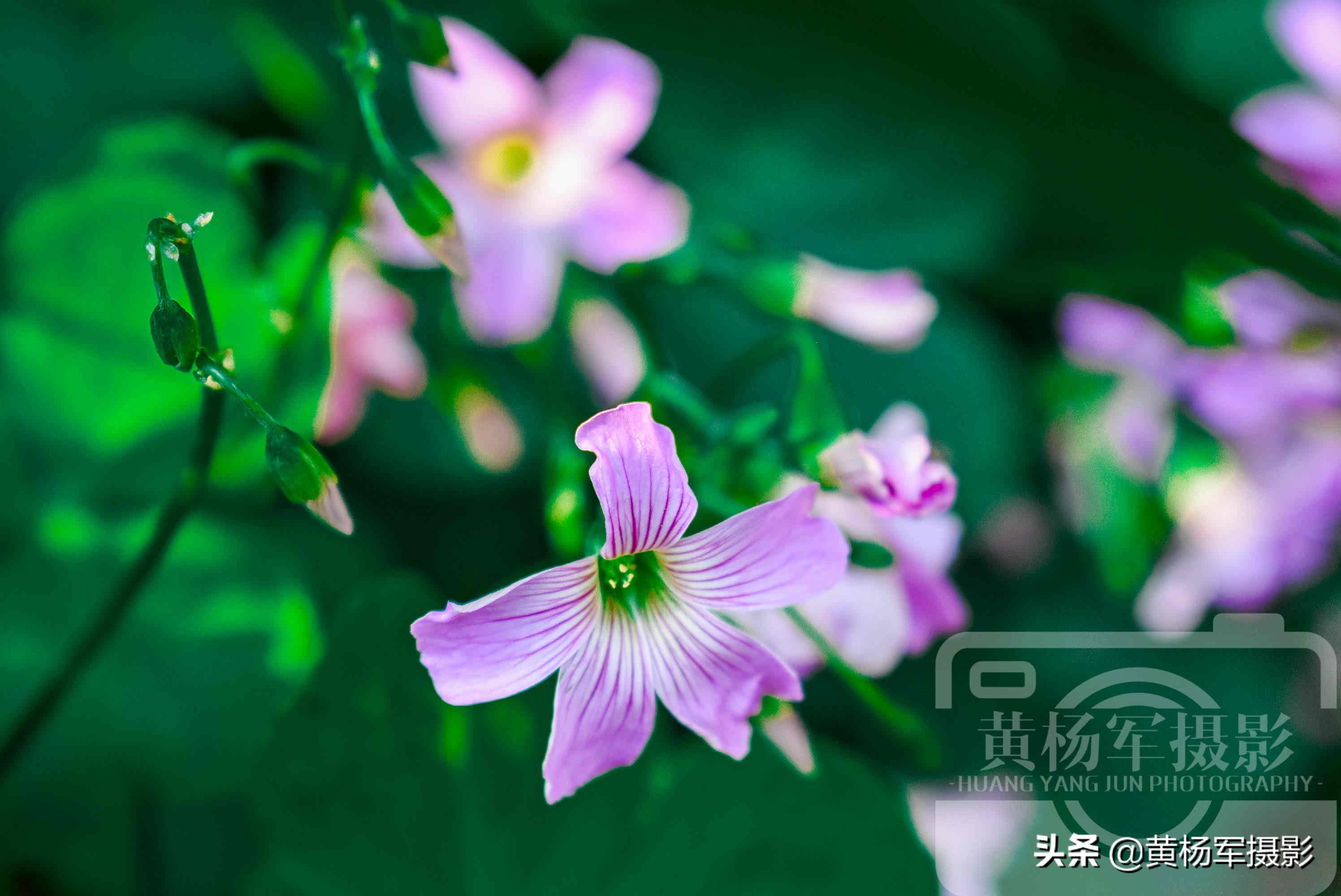 阳光下美丽的鸡冠花,阳光下美丽的花儿图片