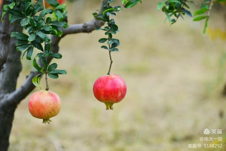 石榴一般几月份熟,石榴怎么判断熟了
