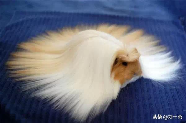 罕见动物60种大开眼界,十种罕见动物