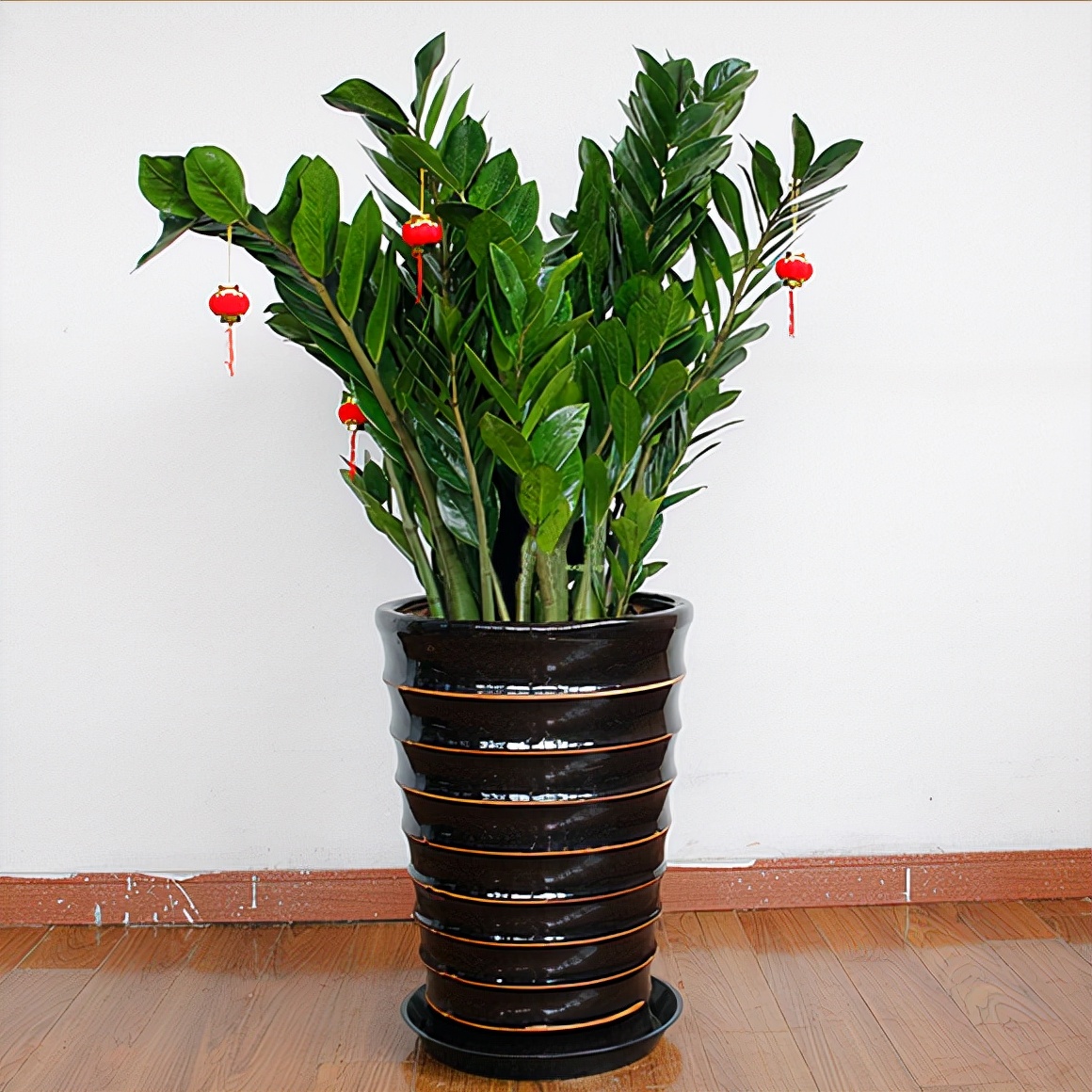 好看又好养的盆花,人养花也养人