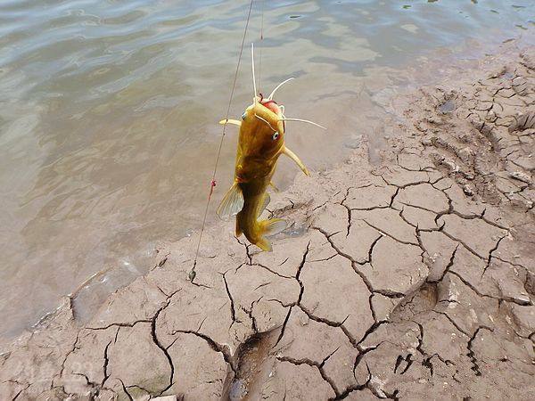 黄颡鱼除了蚯蚓还有什么饵料,黄颡鱼猪肝打窝测试