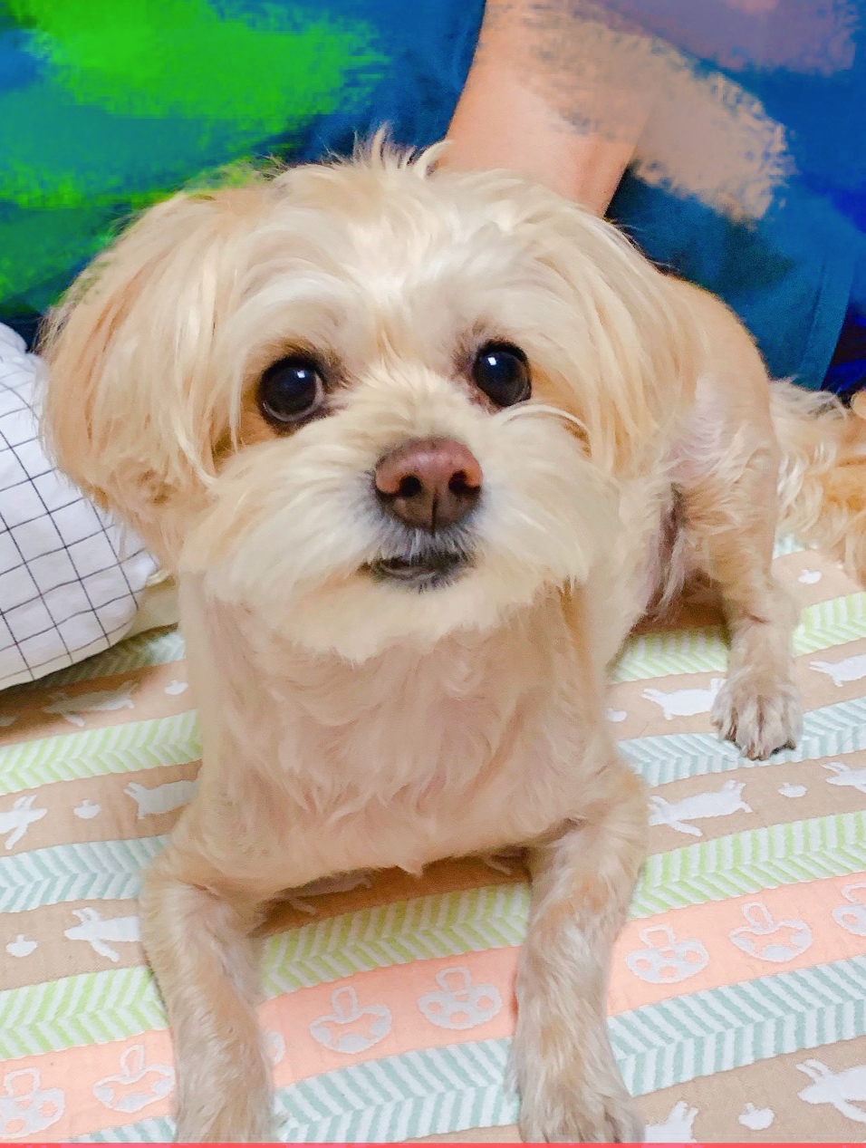 如何选适合狗狗的狗粮,怎样选适合狗狗的狗粮