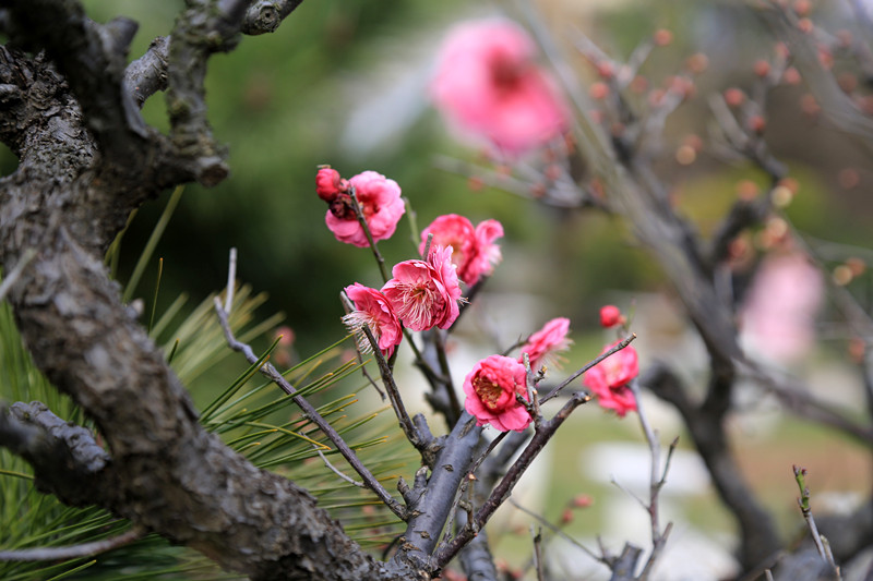南京古林梅岭，二梅报春；盆景园梅花，婀娜多姿