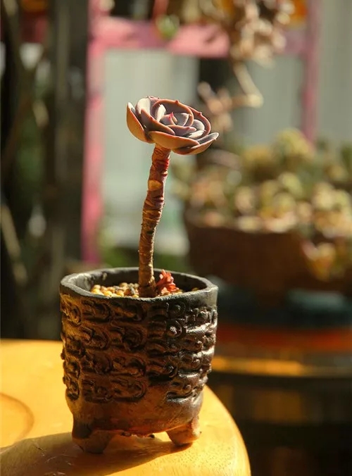 多肉老桩速成法，根本用不了三五年！美的大开眼界