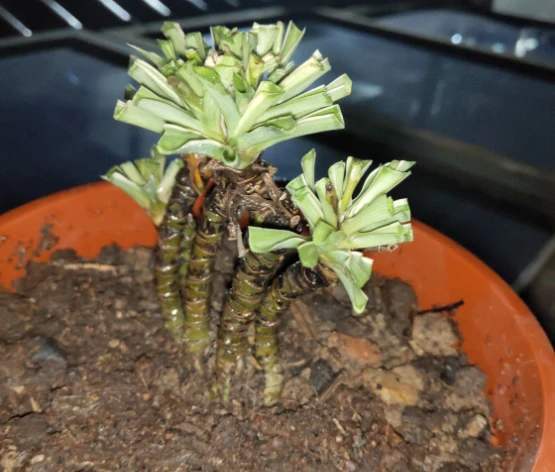 侄子一泼尿直接尿在吊兰上，吊兰直接萎蔫变成肥害，这该怎么办