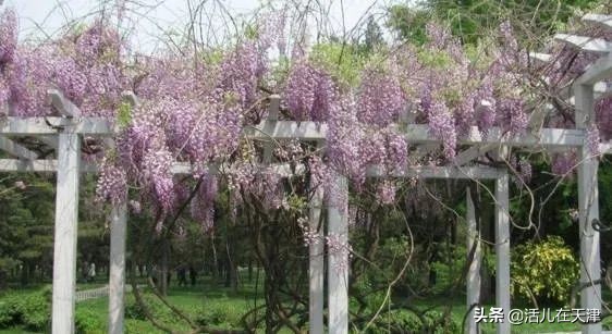 大“疫”灭清，天津2020赏花地图上线！