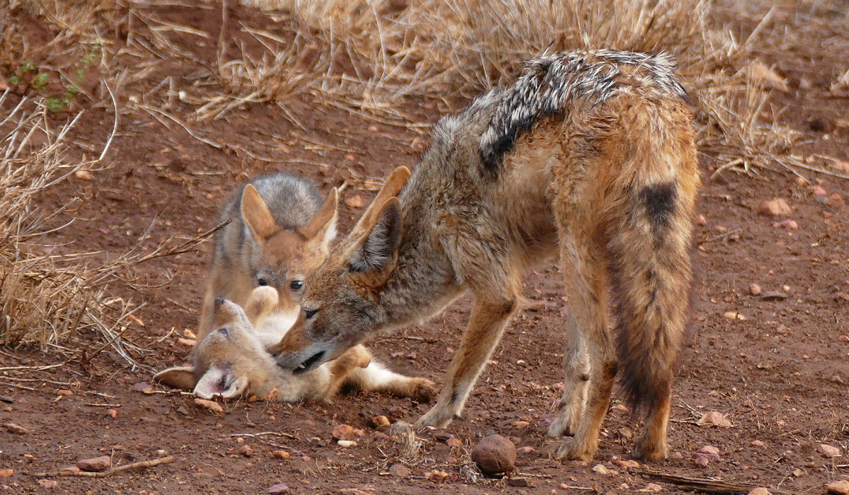 黑背胡狼的生活特点,黑背胡狼个人简介