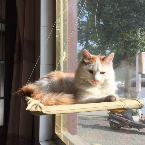 猫咪下巴毛变黄,猫咪眉中间的毛变黄