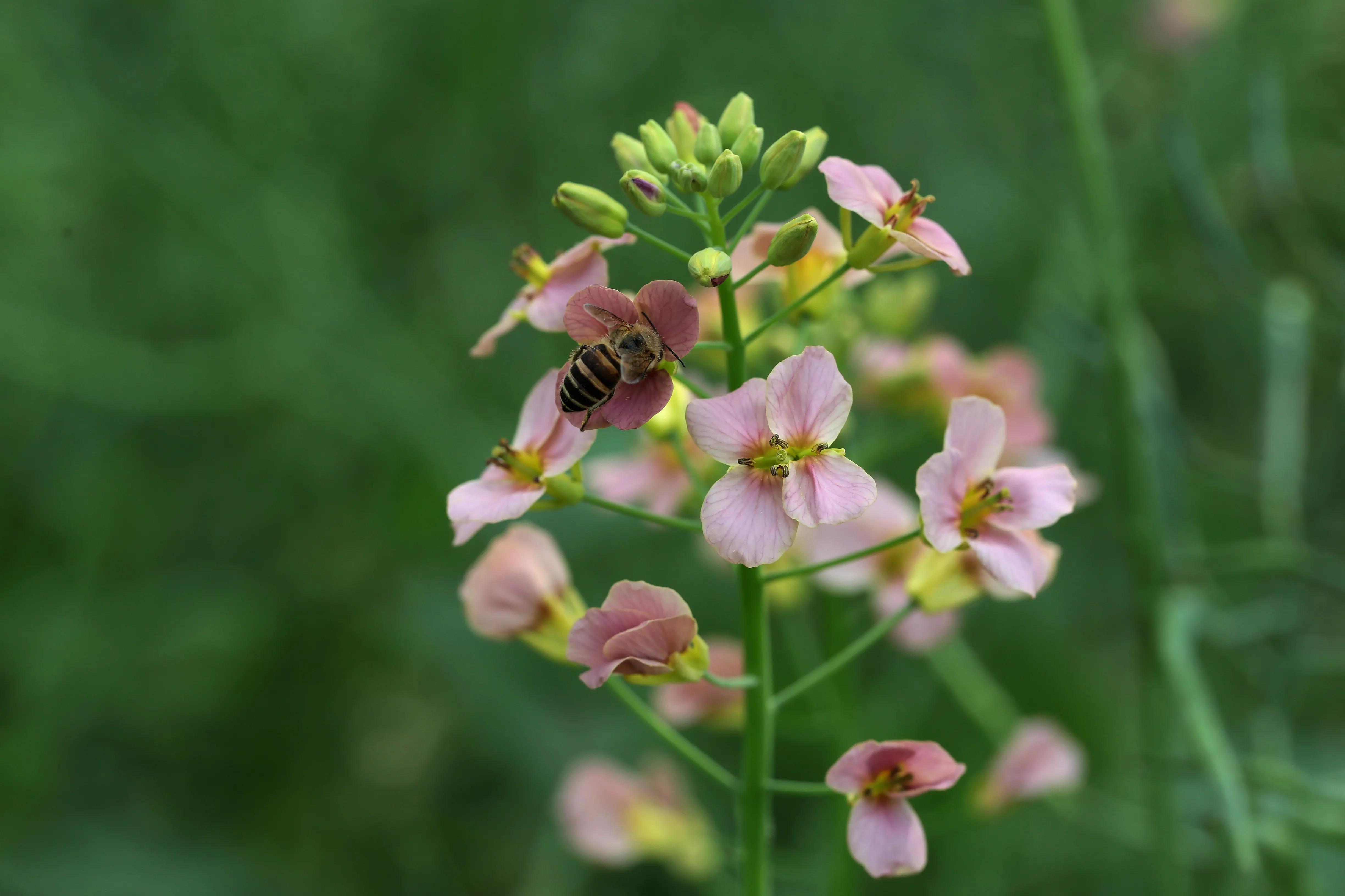 西溪湿地花朝节花草集（2）