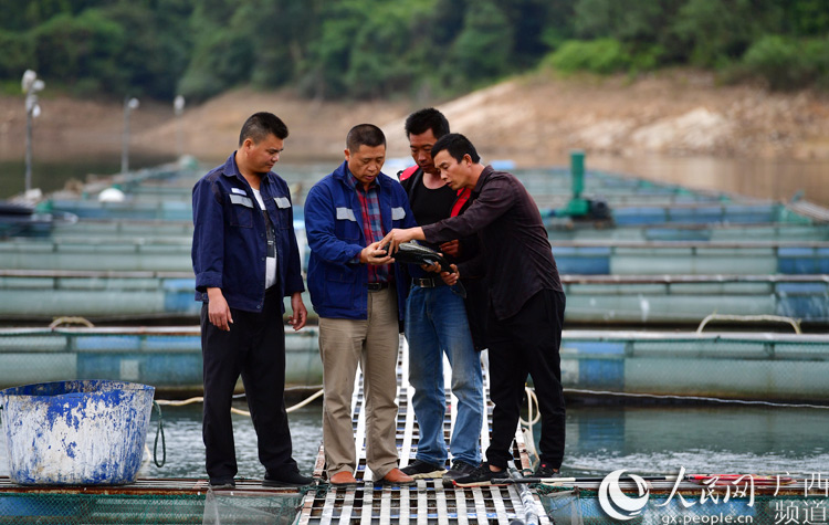 贫困户养鱼脱贫致富,村书记带领稻田养鱼致富增收