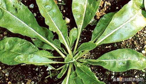 预防鸡瘟最好草药,预防鸡瘟的中草药