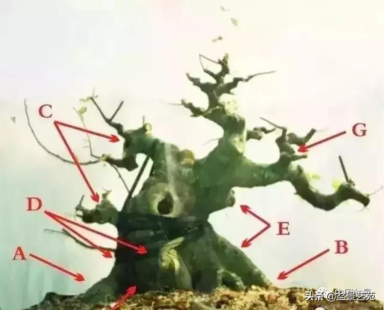 最简单的金奖盆景,金奖榆树盆景制作