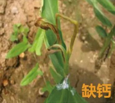 大姜病虫害都用什么药,潍坊大姜病虫害的防治