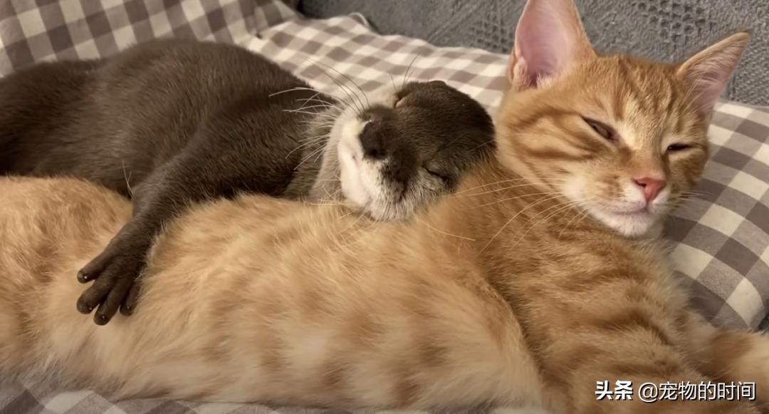 水獭宠物容易养吗视频,水獭宝宝可以当宠物吗