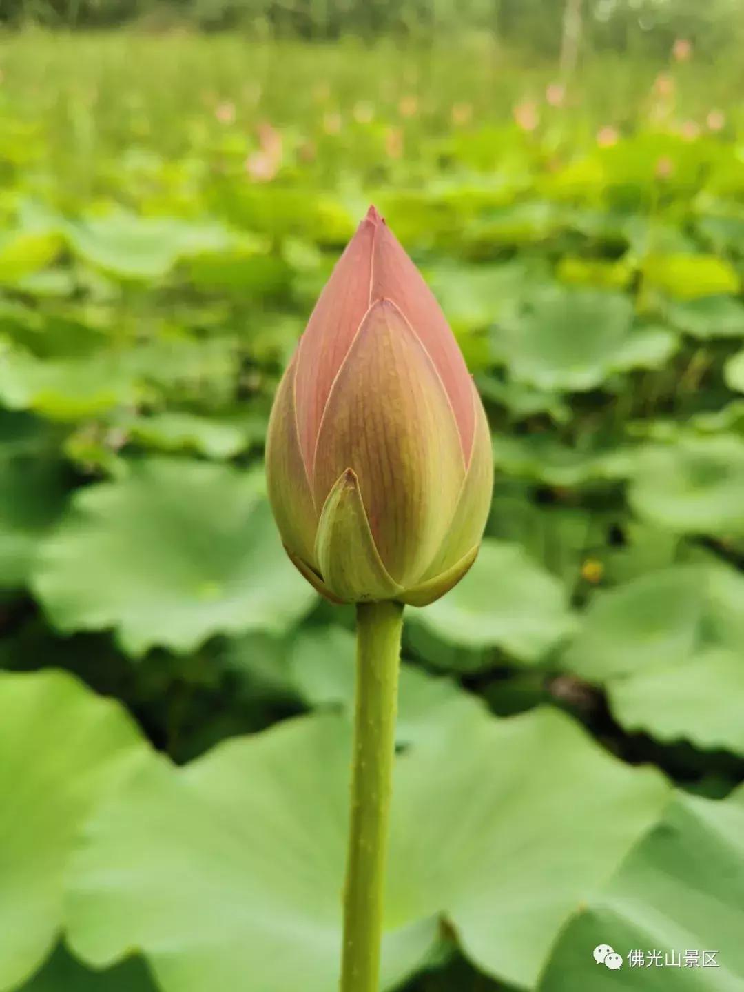 看荷塘月色的视频,看夏日荷塘美景