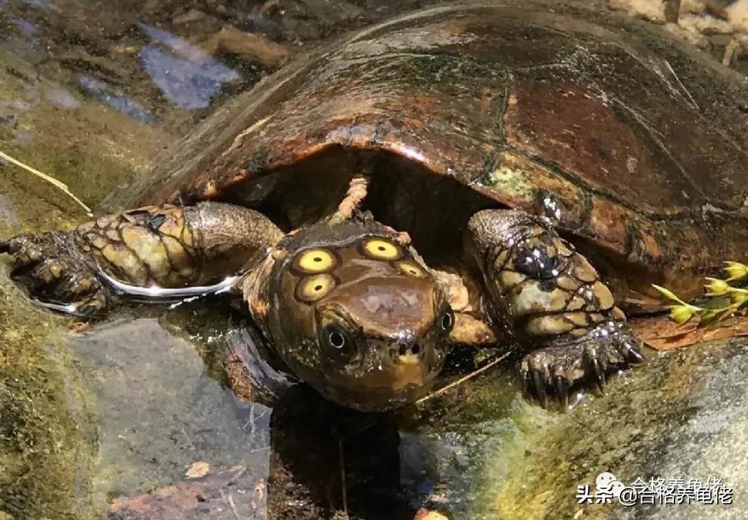 龟消瘦不进食,龟严重腐甲