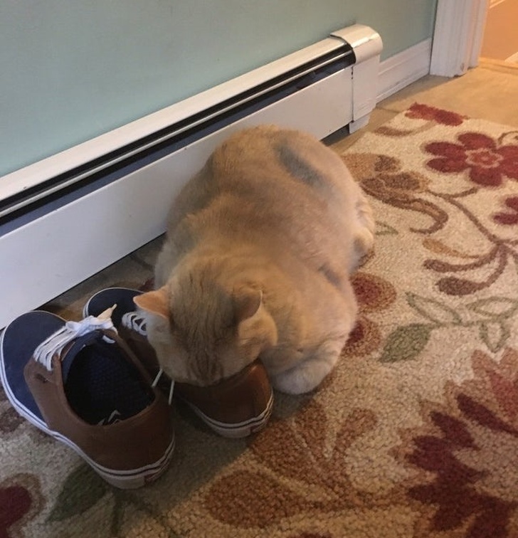 弱弱的问一句还可以吗怎么回,猫咪傻的表现是什么