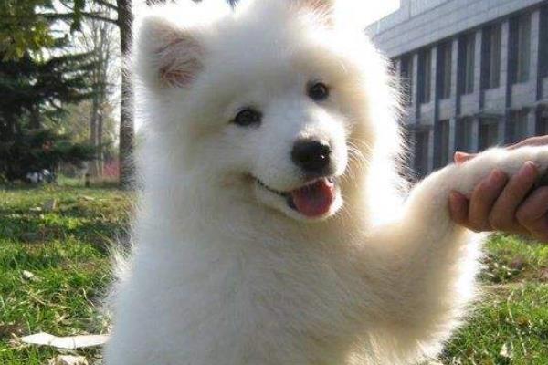 萨摩耶的颜值在狗狗眼中,萨摩耶颜值最高的狗