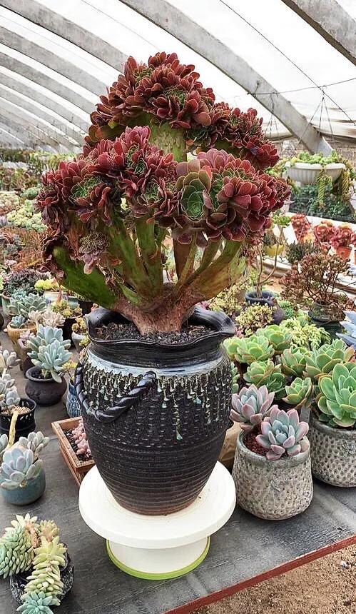 多肉法师韶羞现在能摘心吗,多肉法师欧紫跟韶羞的对比图