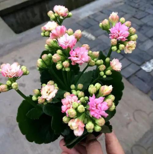 几月份种花比较适合,几月份种花是最好的