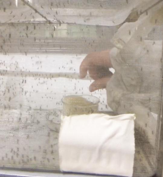 帕洛驱蚊手环老爸评测,驱蚊手环大测评