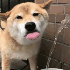 为什么狗的舌头那么长,狗的舌头为啥会长毛