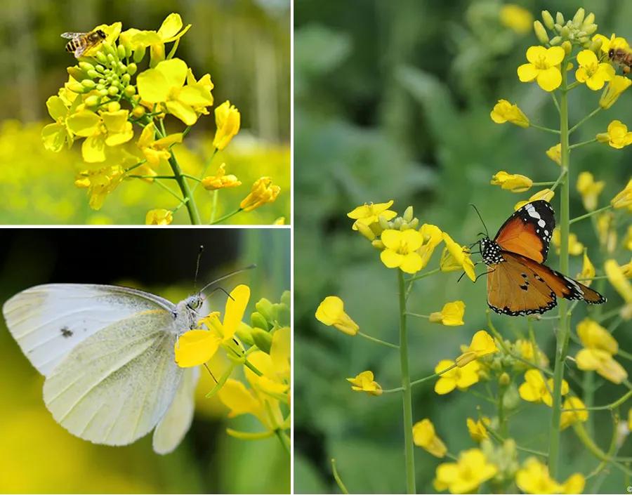 油画棒画油菜花,油菜花油画棒儿童画
