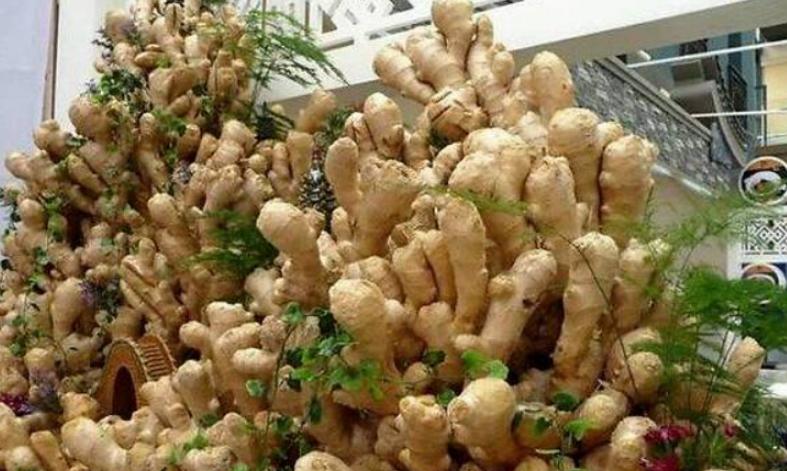 椋熺敤濮滅泦鏍界殑鏂规硶,鐢熷闀挎斁鍦ㄧ泦閲屽張闀垮嚭鏂板