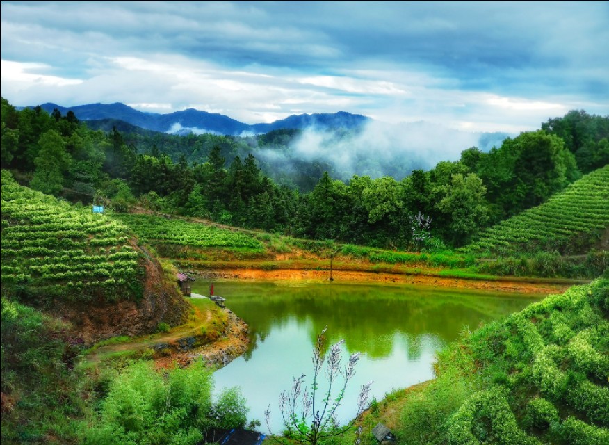江西靖安最好的茶园,靖安高山白茶茶园