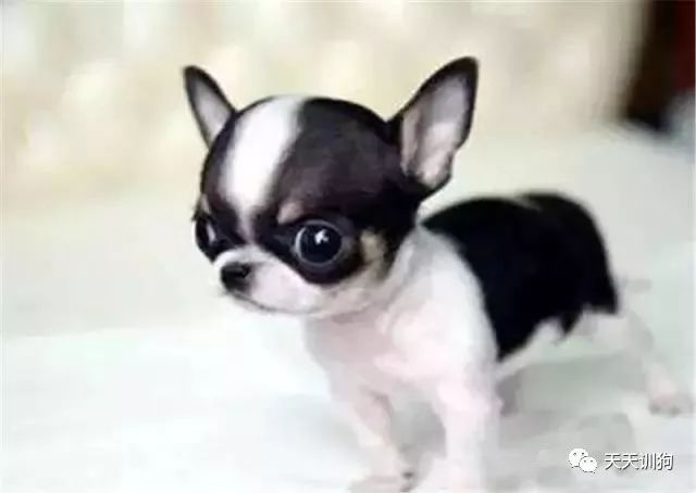 小型犬中型犬大型犬怎么划分,怎么区分大型犬和小型犬