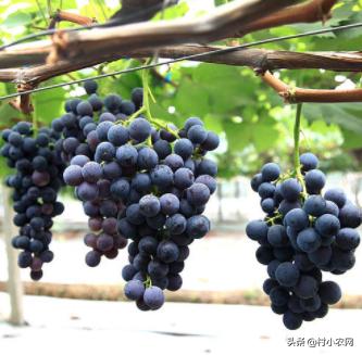 黑龙江农作物创业新思路,农村最赚钱的种植项目有哪些