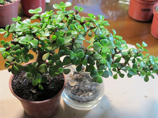 适合客厅养的招财植物,客厅绿植风水吉祥好养招财的植物