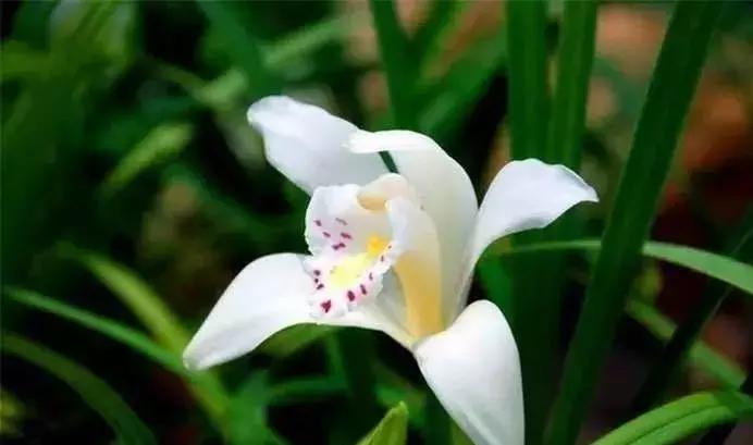 史上最全的兰花鉴赏,兰花品种之精品欣赏