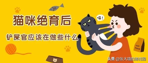 公猫咪绝育后铲屎官应该做什么,铲屎官喵星人绝育
