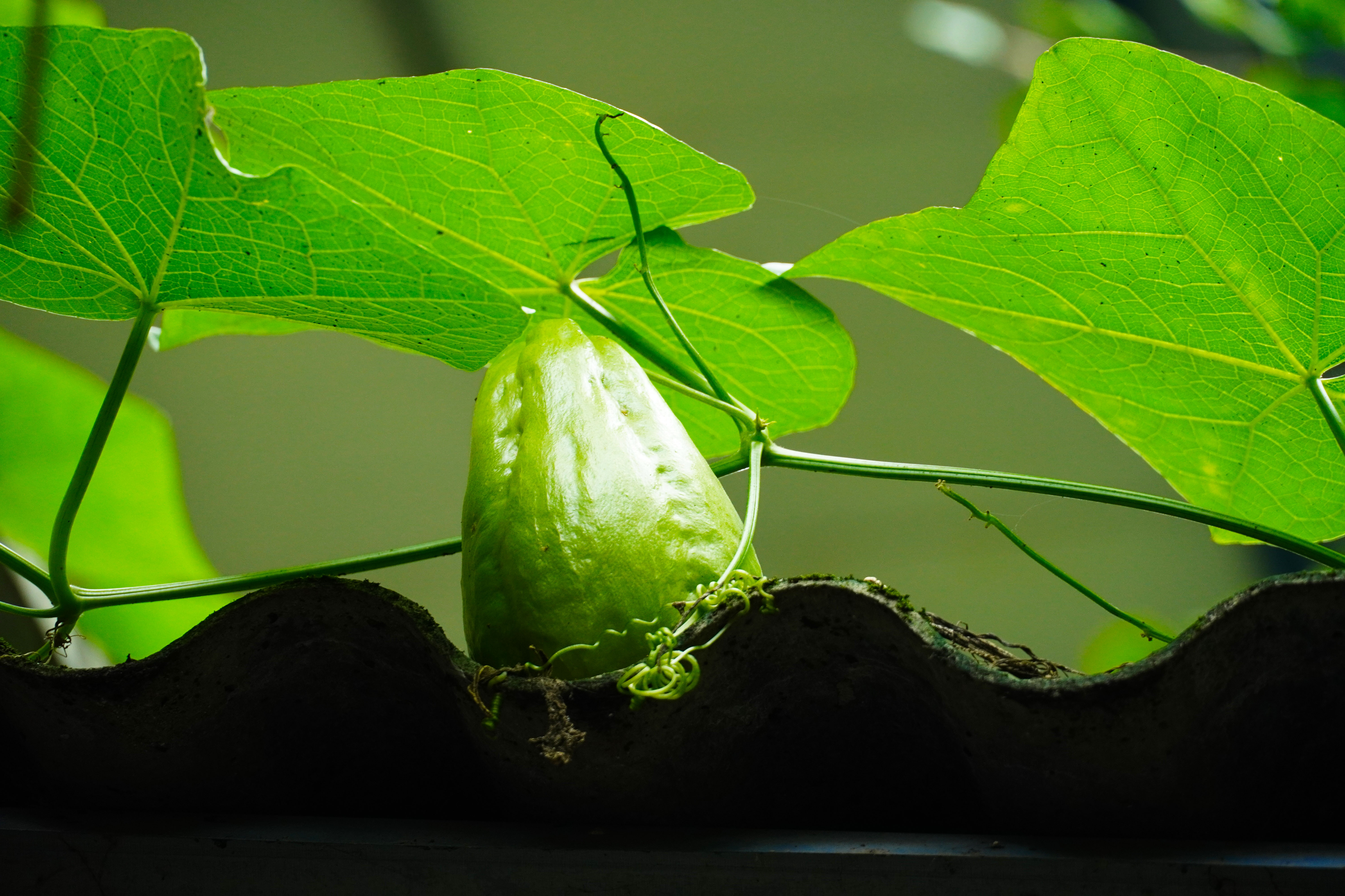 乡里南瓜子土特产,农家土特产南瓜子