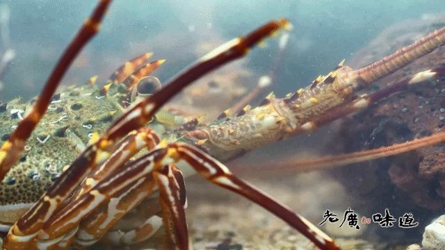 2月份广东适合吃啥海鲜,如何不出地铁站吃到美食