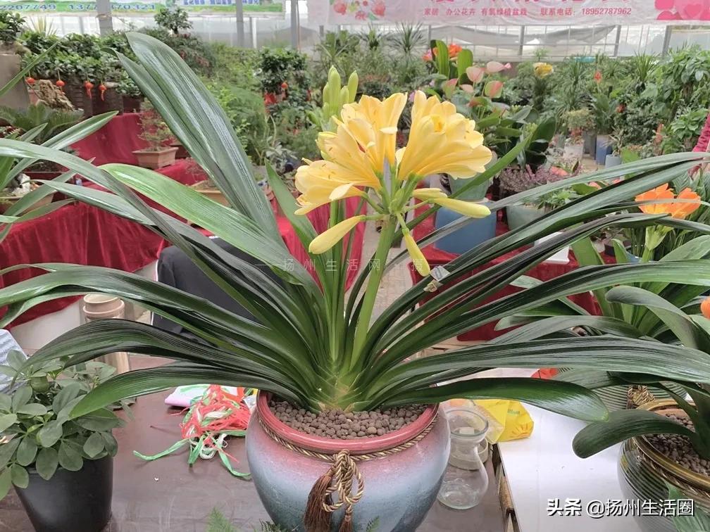 2元花盆批发,2元左右的花盆