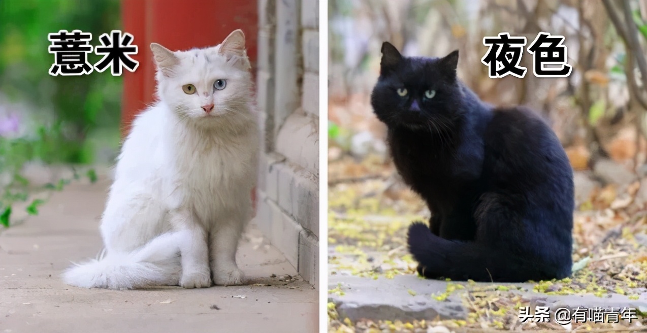 北大猫咪图鉴,中国人民大学猫咪图鉴