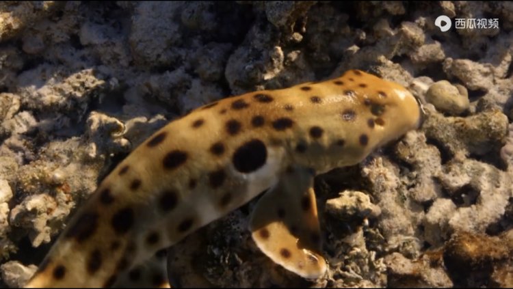 豆瓣9.3分纪录片美国,豆瓣9.8分的纪录片有哪些