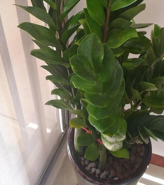 金钱树的种植和管理,养好金钱树需要注意什么细节