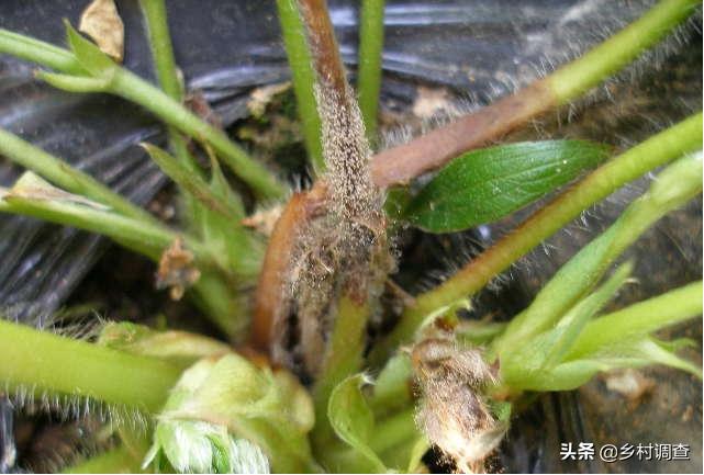 种植草莓的各种病害,草莓最全的病虫害防治方案