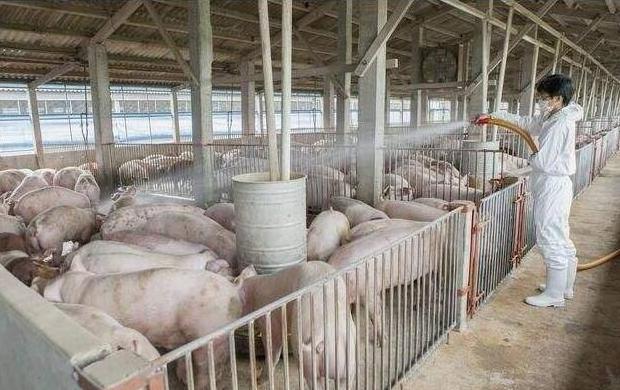 母猪产床冬天怎么防寒保暖,夏季母猪生产如何降温