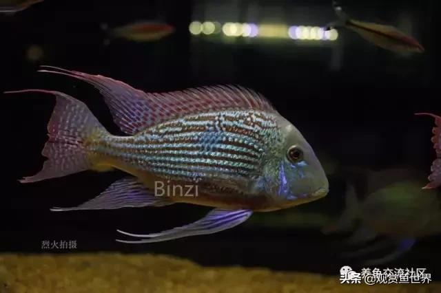 食土鲷一般多大尺寸,食土鲷哪个品种小一点