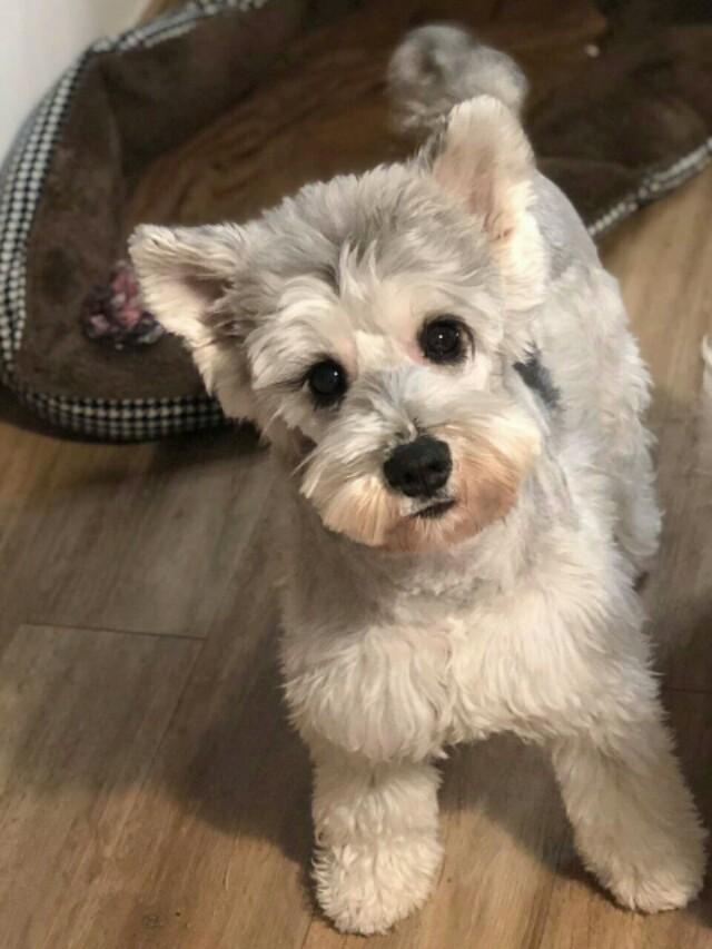 狗狗太粘人怎么办,狗狗一直喘气特别粘人是怎么回事