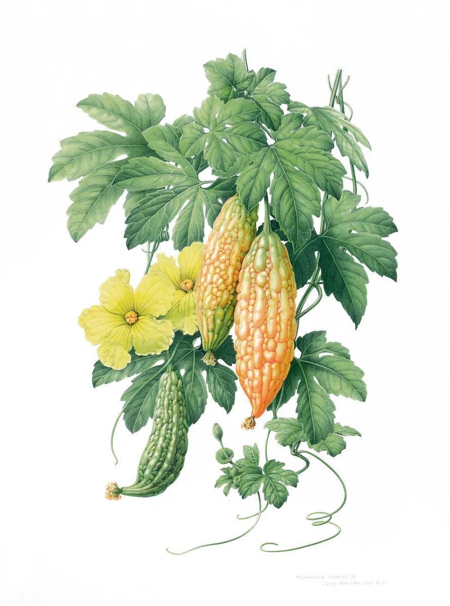 濒危稀有植物绘画,八大濒危珍稀植物