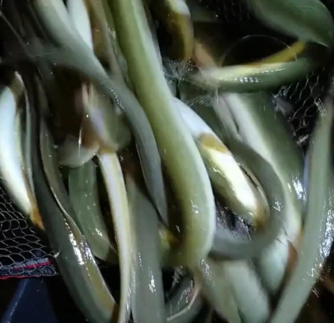 男子在户外钓出一条巨型黄鳝,男子野夜钓钓出50斤巨鳝