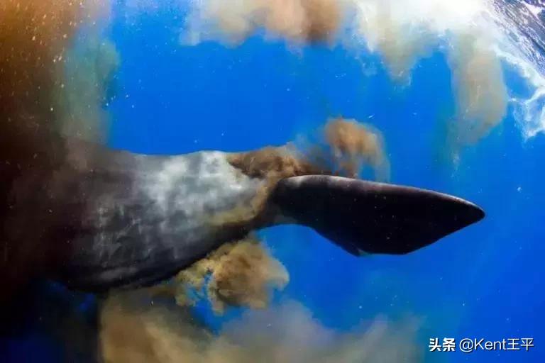 海里的粑粑,海里有粪便吗