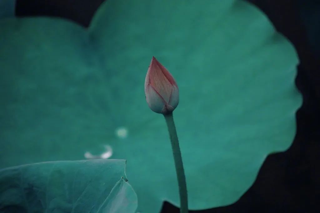 繁华过后一盏清茗也能品出百味,繁华之后静立于世